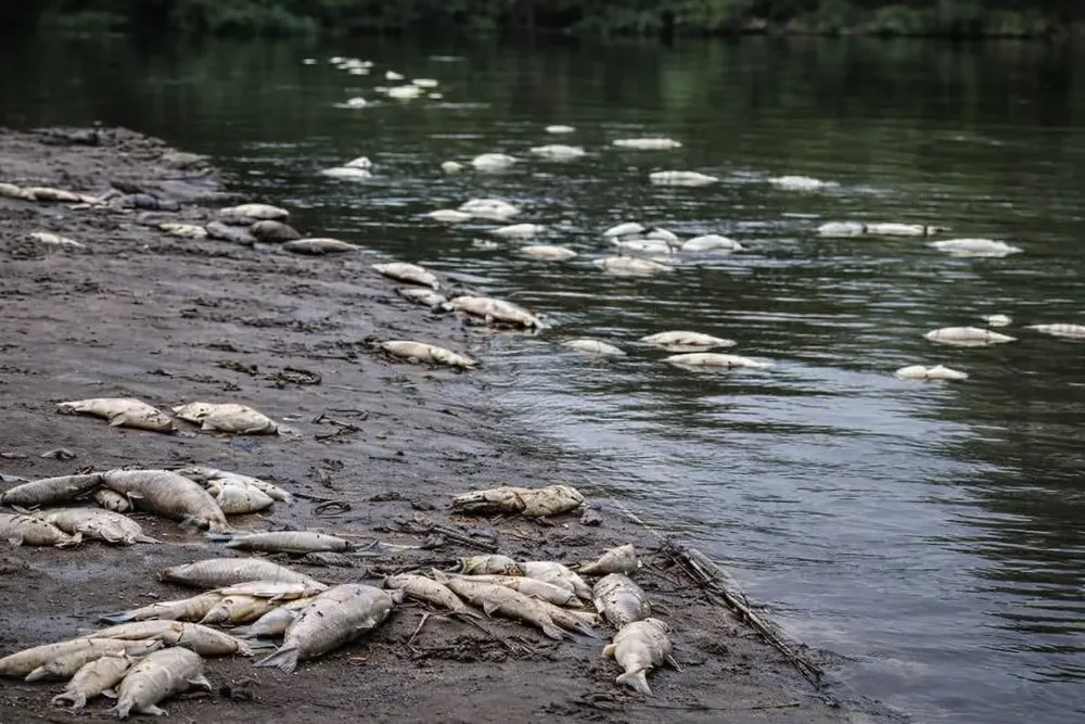 Traferri pidió informes al gobierno provincial por la mortandad masiva de peces en el Río Carcarañá