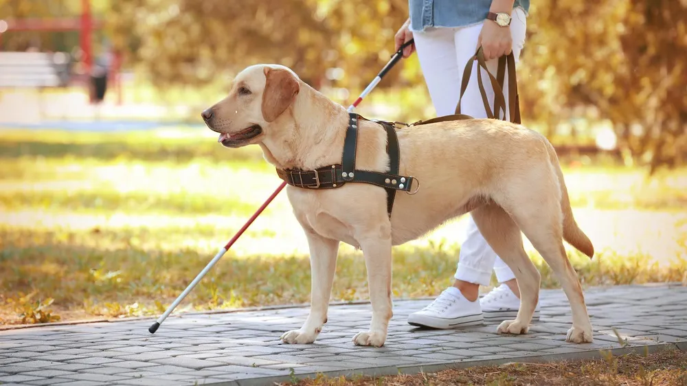 Traferri busca que las personas con discapacidad puedan ingresar a todos los lugares públicos con sus perros guía